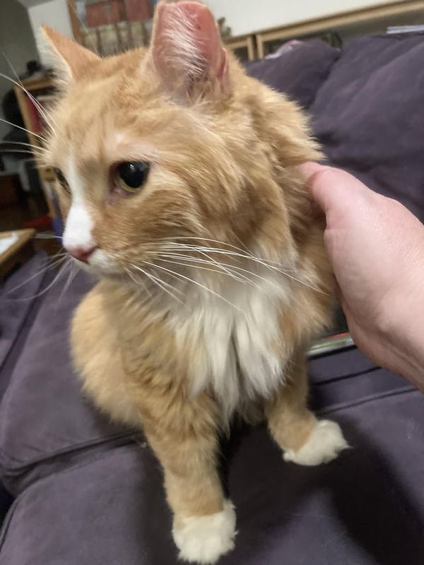 Lost Cat in K — Magnificent Mature Gentleman Cat Needs Home