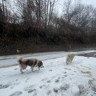 Found Dog in Memphis, Tennessee — Two dogs found off of summer in berclair
