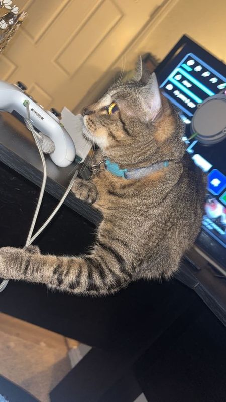 Lost Cat in Sulphur Springs — listing photo