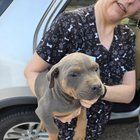 Lost Dog in Fort Worth, Texas — listing photo
