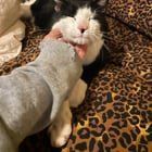 Lost Cat in Providence, Rhode Island — listing photo