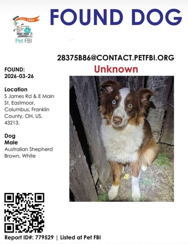 Found Dog in Columbus, Ohio — listing photo