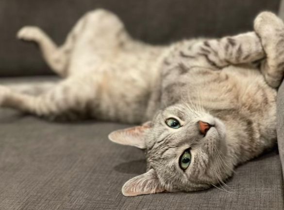 Lost Cat in Denver, Colorado — listing photo