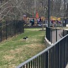 Lost Dog in Washington, District of Columbia — Lost/stray dog at Bishop Walker School