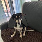 Lost Dog in Mesa, Arizona — Anyone looking for this sweet boy