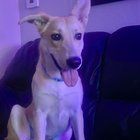 Lost Dog in Reno, Nevada — listing photo