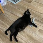 Found Cat in Mesa, Arizona — Looking to Re-home 6 year old Cat