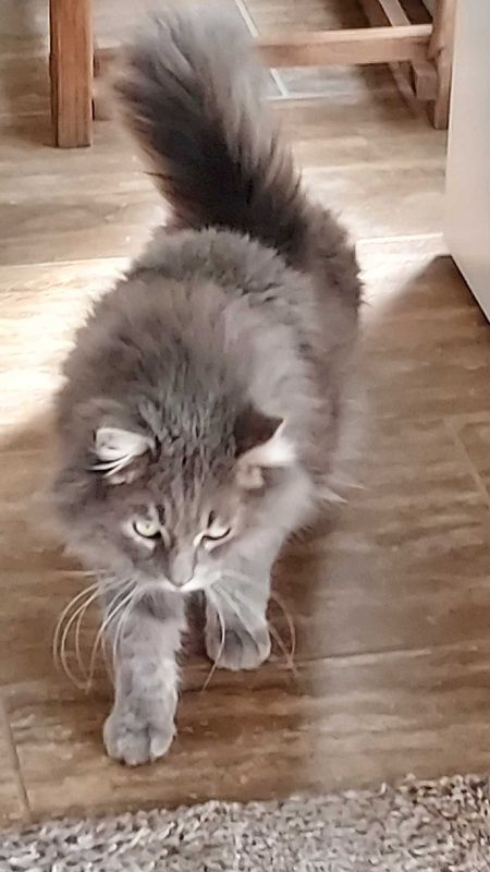 Lost Cat in Surprise, Arizona — listing photo