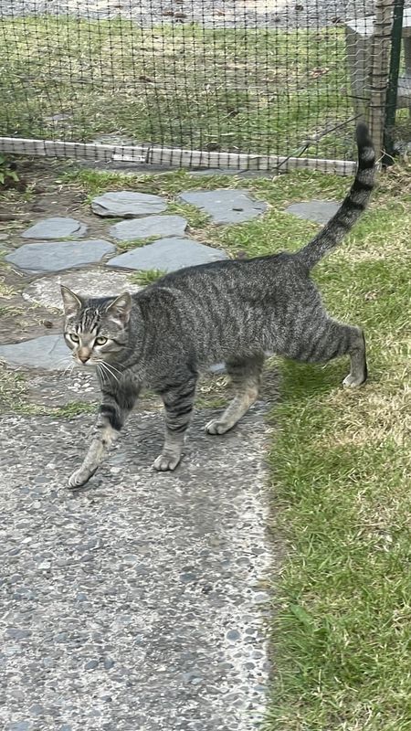 Found Cat in Bellingham, Washington — listing photo