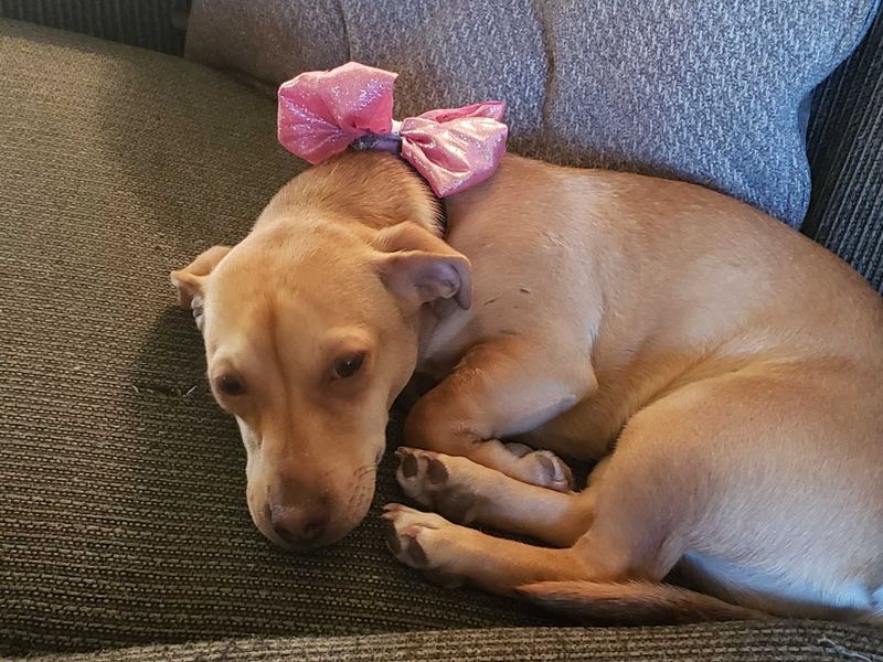 Lost Dog in Quanah — listing photo