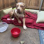 Found Dog in Fort Worth, Texas — listing photo