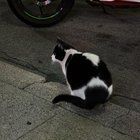 Lost Cat in Jackson, Mississippi — Cat wandering in Japantown