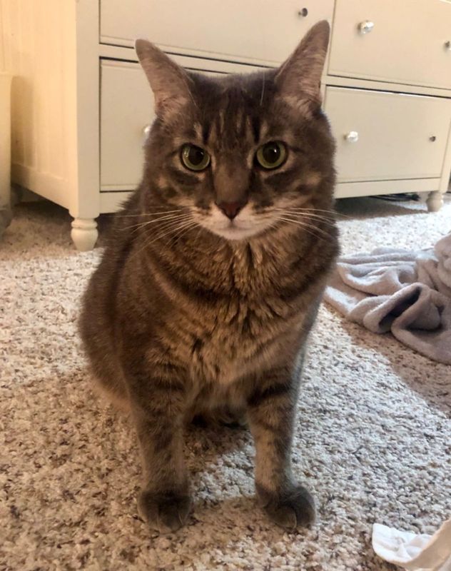 Lost Cat in Benbrook — listing photo