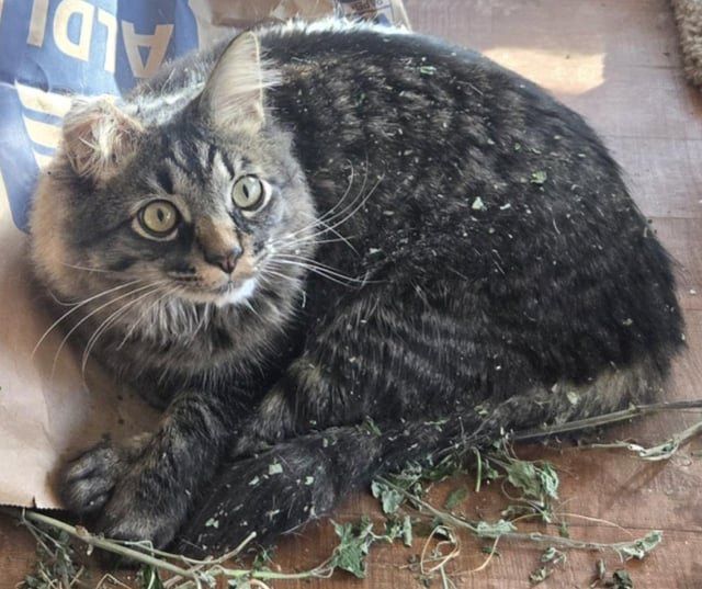 Lost Cat in Milwaukee, Wisconsin — listing photo