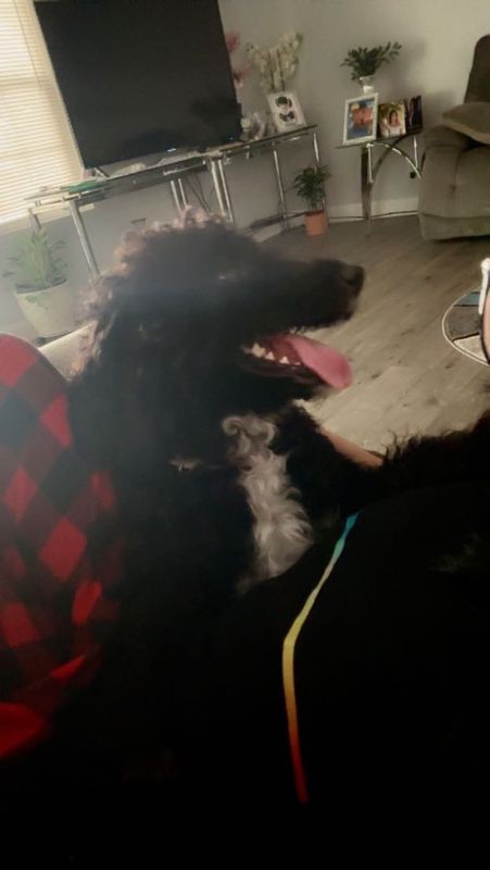 Lost Dog in Monroe, Louisiana — listing photo