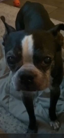 Lost Dog in Monticello — listing photo