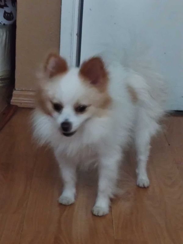 Found Dog in Westminster, California — listing photo