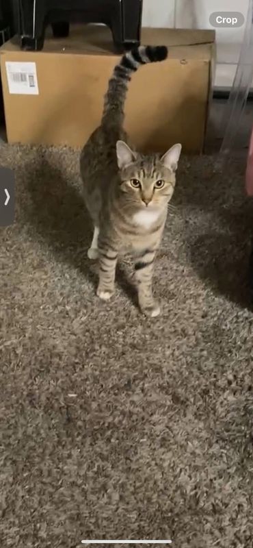 Lost Cat in Fresno, California — listing photo