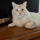 Lost Cat in Fort Worth, Texas — Please help find lost-missing flamepoint cat Butters