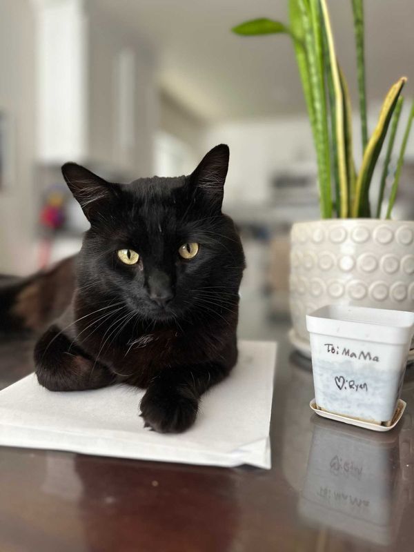 Lost Cat in Concord, New Hampshire — listing photo