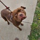 Lost Dog in Minneapolis, Minnesota — listing photo