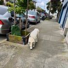 Lost Dog in San Francisco, California — Wandering (possibly missing?) dog