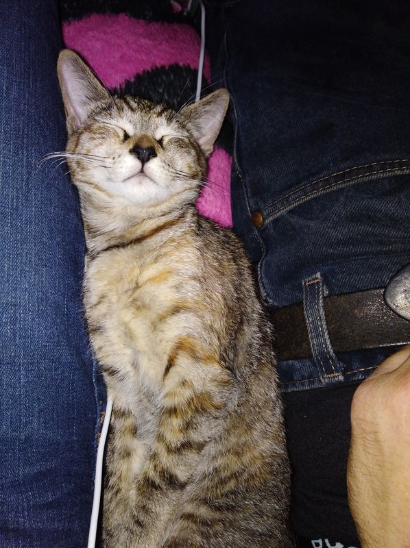Lost Cat in Oakland, California — listing photo