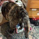 Found Cat in San Jose, California — AUSSIE PET GROOMING INJURED MY CAT