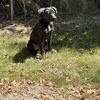 Lost Dog in Indianapolis, Indiana — listing photo