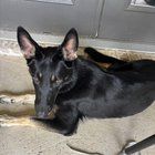 Found Dog in Dallas, Texas — Help me Reddit. Found dogs.