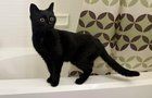 Lost Cat in Kansas City, Missouri — listing photo