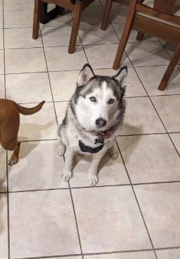 Lost Dog in El Paso, Texas — listing photo