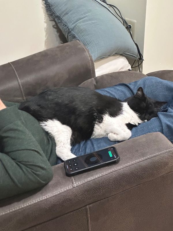 Lost Cat in Blue Bell — listing photo