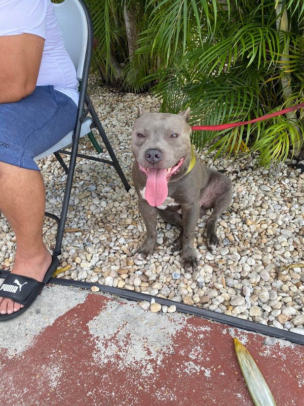 Lost Dog in Miami, Florida — listing photo