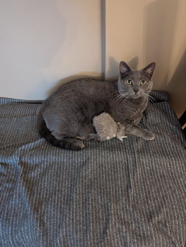 Lost Cat in Columbus, Ohio — Looking for Cat in North Clintonville near High Street
