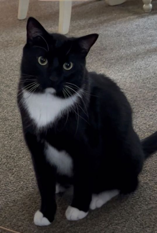 Lost Cat in Providence, Rhode Island — listing photo