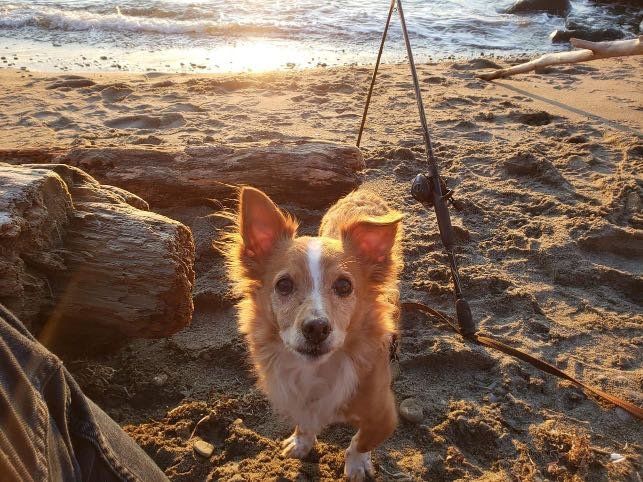 Lost Dog in Washington, District of Columbia — listing photo