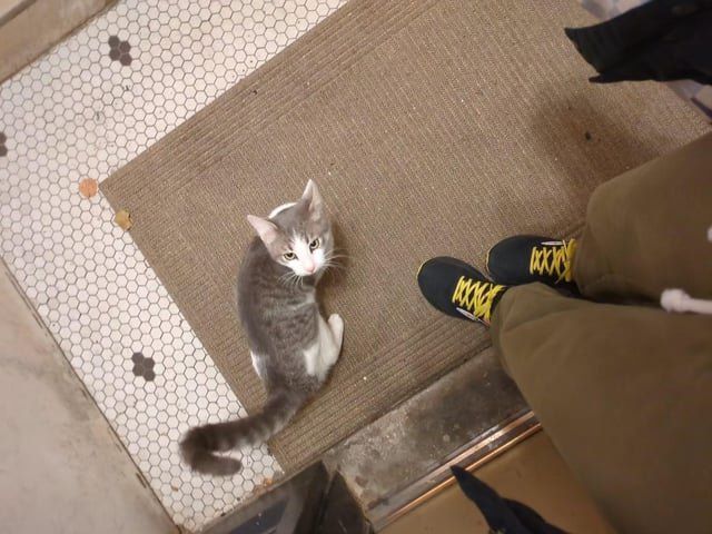 Found Cat in Indianapolis, Indiana — listing photo