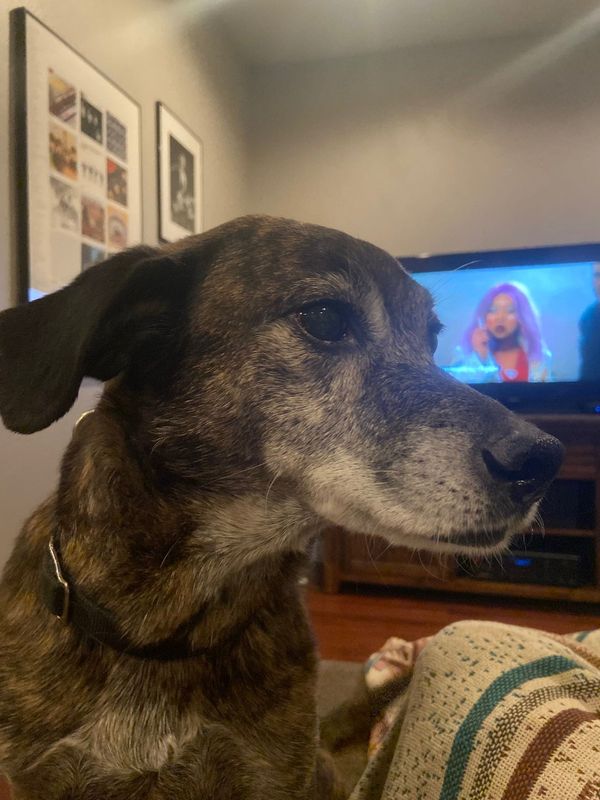 Lost Dog in Beaverton, Oregon — listing photo