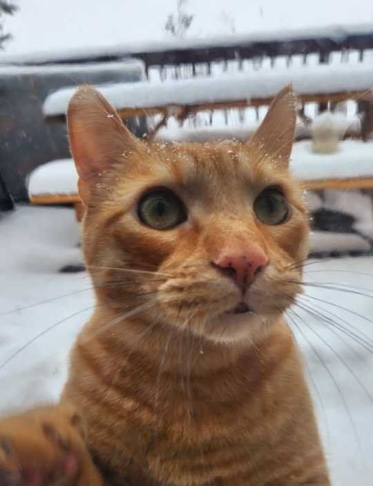 Lost Cat in Lafayette, Indiana — listing photo