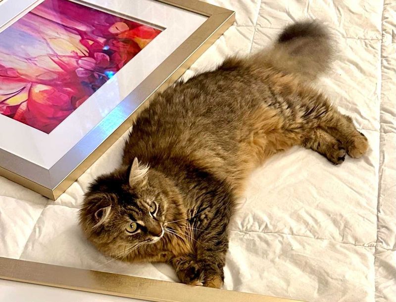 Lost Cat in SC 29169 — listing photo