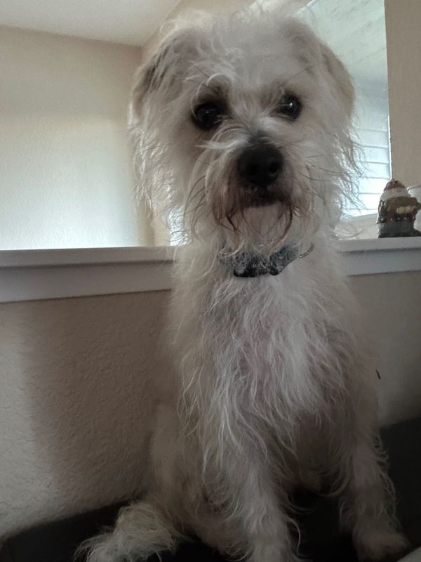 Found Dog in Puyallup, Washington — listing photo