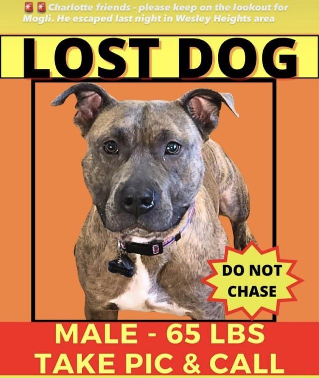 Lost Dog in Charlotte, North Carolina — listing photo
