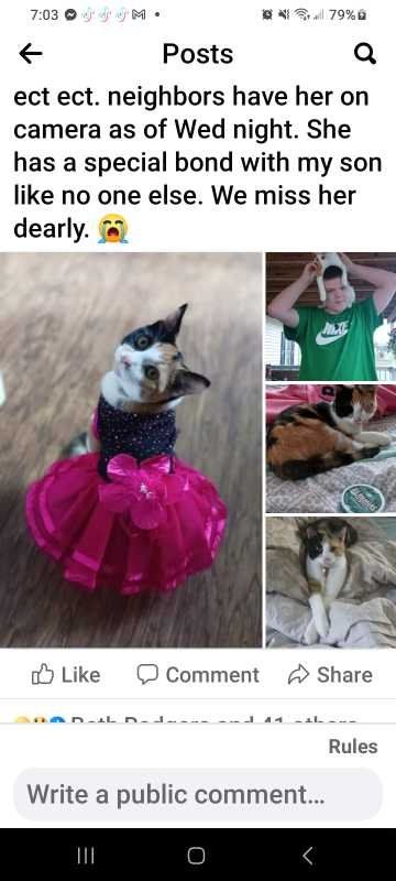 Lost Cat in Brodnax — listing photo