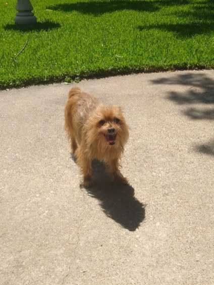 Lost Dog in Mesquite, Texas — listing photo