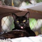 Lost Cat in Rescue — FKC's Cat of the Week: Honey!