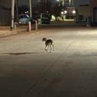 Lost Dog in Oklahoma City, Oklahoma — listing photo