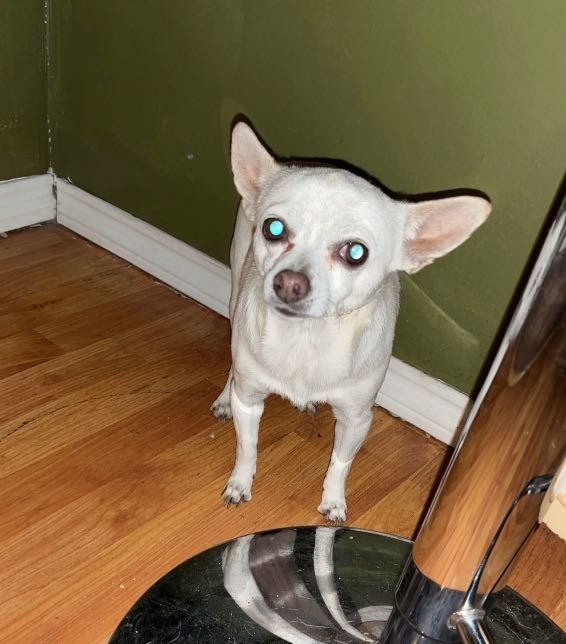 Lost Dog in Colorado Springs, Colorado — listing photo