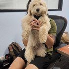 Lost Dog in Cupertino, California — listing photo