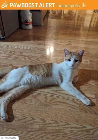 Lost Cat in Indianapolis, Indiana — listing photo